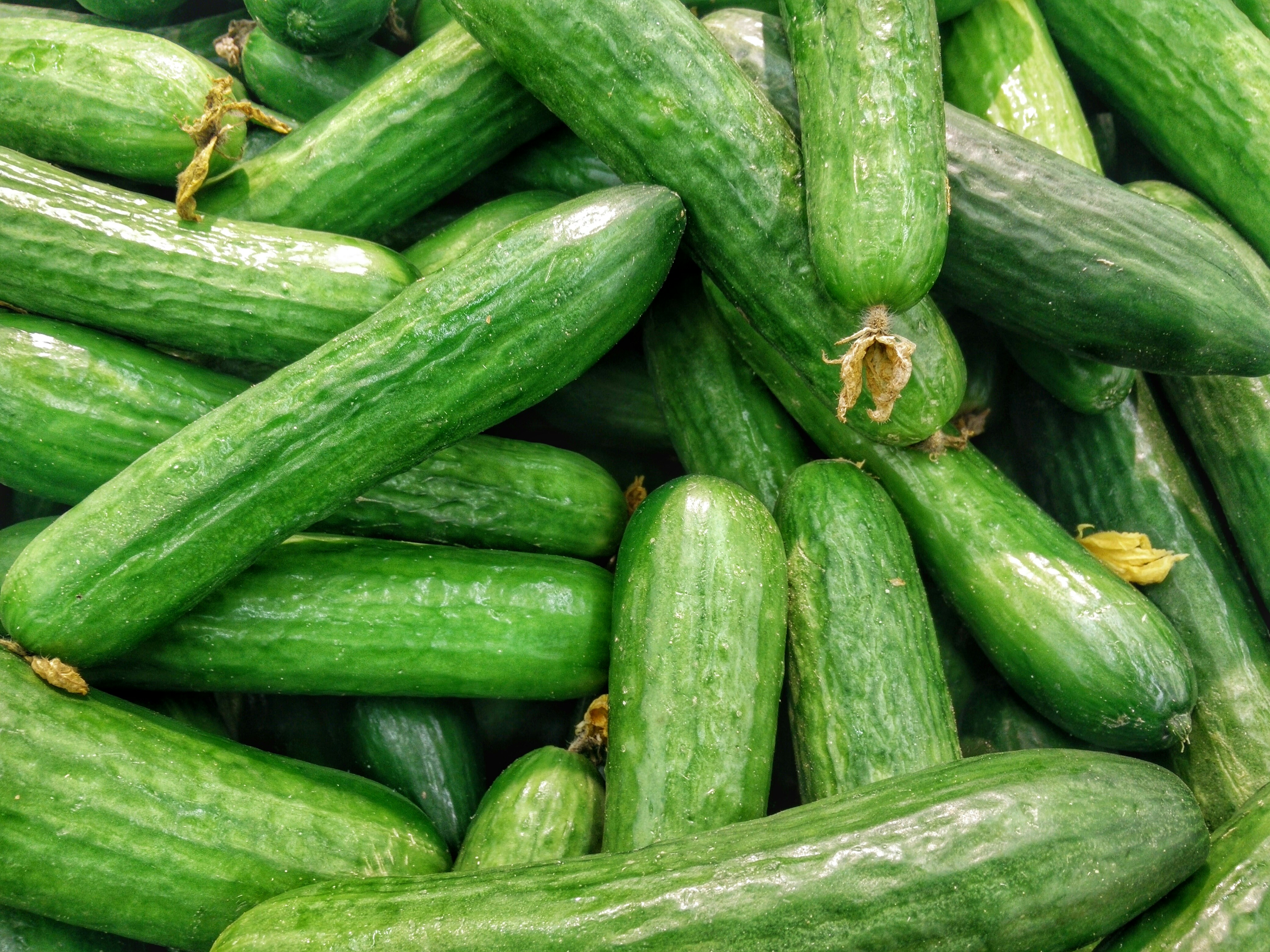 خيار طازج